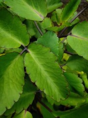 close up of green leaves