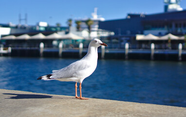 One seagull standing by the pier