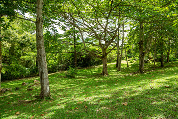 Obraz premium trees in the park