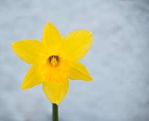 Beautiful Daffodil   Sat Davids Day 