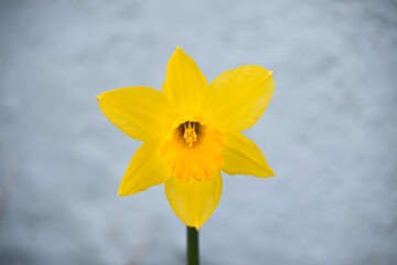 Fototapeta premium Spring Daffodil St Davids day 