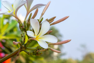 Plumeria or Frangipani is a genus of flowering plants in the family Apocynaceae. Most species are deciduous shrubs or small trees.