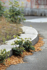 frisches Grün am Bordstein