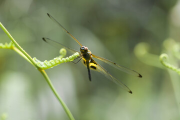 Small Animals  in wildlife