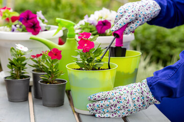 growing catharanthus