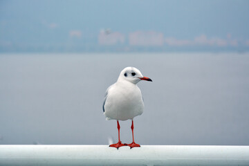 a White Larus ridibundus with orange foot standing on the handrail
