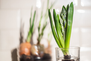 Green plant in glass in the kitchen. Homegarden. Background
