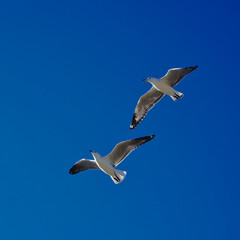 Two seagulls flying