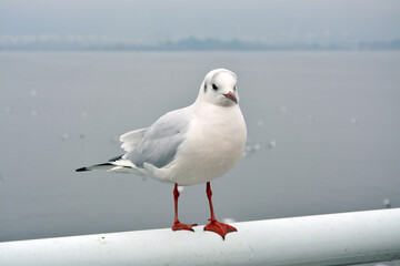 One White Larus ridibundus standing on the white handrail