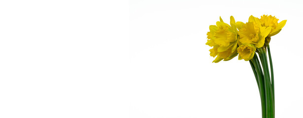 ein bund fröhliche osterglocken isoliert auf weiß nahaufnahme