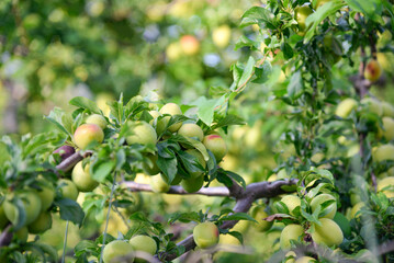 Green plum on the tree