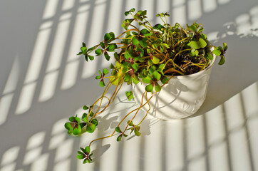 Phototropism. Houseplant growing towards sunlight.