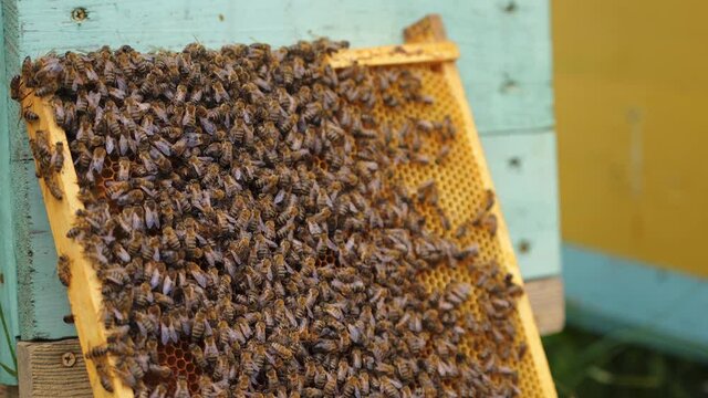 Working bees produce honey. Cute brown useful bees crowl on frame near hives. Apiculture concept.