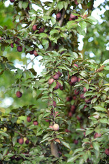 Fototapeta premium Ripe plums on the tree