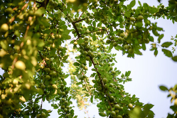 Fototapeta premium Green plum on the tree