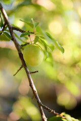 Green plum on the tree