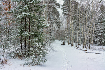 Winter forest. A heavy snowfall covered the trees. There are white drifts and snow-covered branches all around. Beautiful nature.