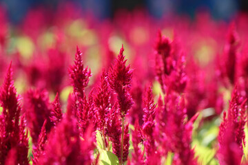 Cocks comb vivid flowers beautiful  color with leaves in park background