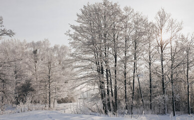 Tree branches covered with white hoarfrost. Winter time.