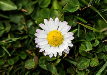 Fototapeta premium Margarita blanca en el jardín. 