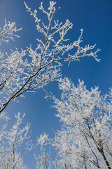 snow covered branches
