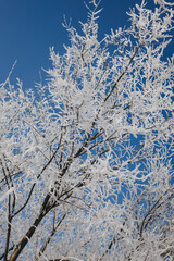 Tree branches covered with white frost on a background of blue sky. Magic winter.