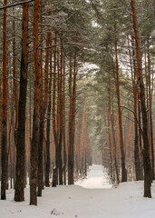 Winter forest. A heavy snowfall covered the trees. There are white drifts and snow-covered branches all around. Beautiful nature.