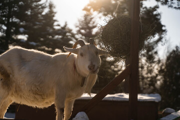 How to spend winter goat