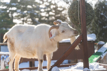 How to spend winter goat