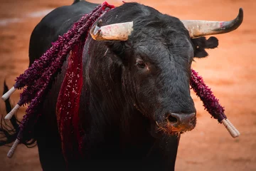 Zelfklevend Fotobehang Closeup portrait of a strong black bull in a bullfighting ring © David Hernandez Valle/Wirestock