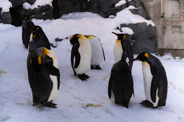 Penguins How to spend the winter