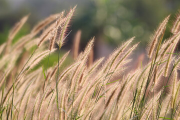 Fototapeta premium Selective focus at squirrel tail grass in the field beautiful with light sunset background