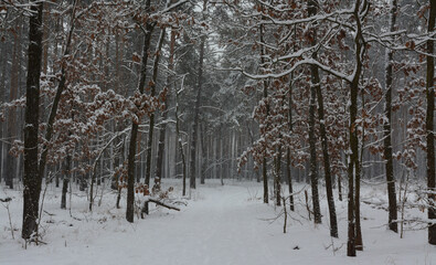 Winter forest. A heavy snowfall covered the trees. There are white drifts and snow-covered branches all around. Beautiful nature.