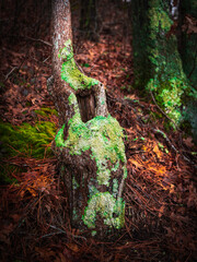 Bare tree trunk on the hill covered with lichen and moss in winter forest