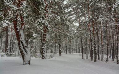 Winter forest. A heavy snowfall covered the trees. There are white drifts and snow-covered branches all around. Beautiful nature.