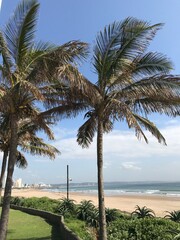 Fototapeta premium palm trees on the beach