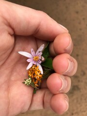 african wild flowers in a hand