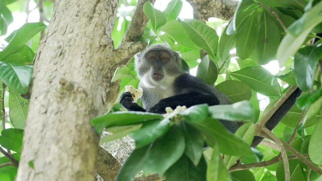 Monkey eating Pizza in the forest