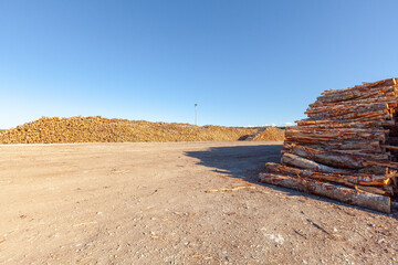 Cut birch trees, timber trade, timber obtained from the birch trees.. Timber terminal.