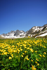 Fototapeta premium Kackar Mountains National park. Olgunlar, Artvin Turkey.