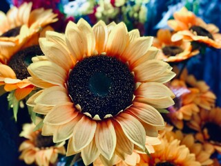 sunflower with petals sunflower view