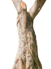 Big tree trunk isolated on white with clipping path