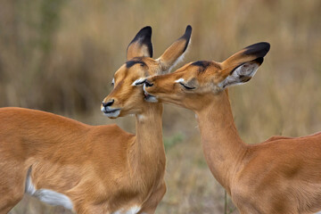 Impala love