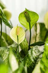 Beautiful Aglaonema Hybrid , ARACEAE in the garden.