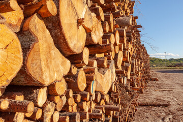 Cut alder trees, timber trade, timber obtained from the alder trees. Timber terminal.