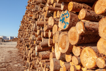 Cut alder trees, timber trade, timber obtained from the alder trees. Timber terminal.