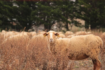 mouton