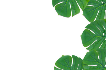 Monstera leaves summer on white background. Copy space concept and top view
