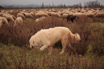 CHIEN patou de berger de mouton