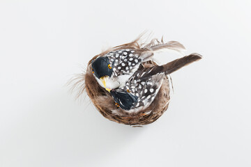 spring background for Easter card with birds and nest